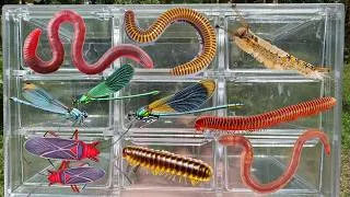 Thumbnail: Epic Insect Catch! cotton stainer, tussock moth, Millipedes, damselfly & eartworm