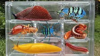 Thumbnail: Epic Wildlife Catch! Termite, slug, Millipedes, eartworm & weevil
