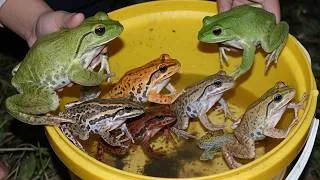 Thumbnail: Funny tree frog catch Polypedates bullfrog laugh compilation
