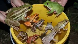 Thumbnail: Catch a jumping Tree frog | Catch a funny big frog | catch frog funny for laugh | Funny frog