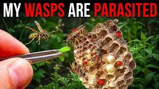 Thumbnail: I Raised a WASP NEST With DEFORMED Wasps and it was full of MITES