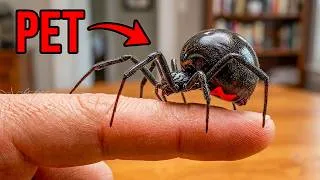 Thumbnail: I Adopted a BLACK WIDOW while my garden suffered a DESTRUCTIVE PEST