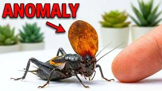 Thumbnail: I Found the Rarest Cricket in the World (0.1% CHANCE) The "Hat" Mystery