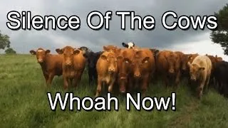 Thumbnail: Silence of the Cows (Whoah Now): Short Movie