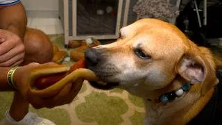 Thumbnail: Viral Dog, Jonah, Gets VIP Treatment at Marlins Game
