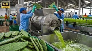 Thumbnail: Inside a Cactus Factory: How Cactus Becomes Juice & Medicine (Full Process)