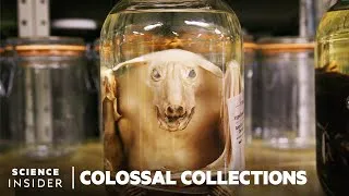 Thumbnail: Why 11 Million Embalmed Specimens Are Stored In The Field Museum's Basement  | Colossal Collections