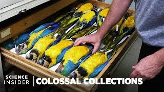 Thumbnail: Why Over 600,000 Bird Specimens Are Preserved At The Smithsonian | Colossal Collections