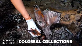 Thumbnail: How 4 Million Fossils Are Extracted From Tar At La Brea Tar Pits | Colossal Collections