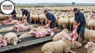 Thumbnail: Amazing Modern Automatic Sheep Farming Technology - Fastest Shearing, Cleaning and Milking Machines