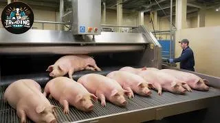 Thumbnail: Why is Germany Known As The Leading Pig Farming Country in Europe? | Processing Factory