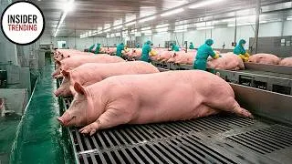 Thumbnail: How Farmers Raise Hundreds Of Tons Of Giant Pigs, Raise And Process Pork In Modern Factories!