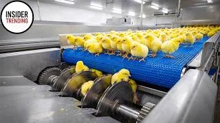 Thumbnail: Large-scale Chicken Processing Plant Exposed - Shocking Truth Behind The Factory
