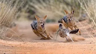 Thumbnail: Roadrunner and Jackal: Speed for Survival in the Desert | Inside the Wild