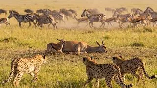 Thumbnail: Cheetah vs Gazelle: One Ran for Others' Survival in the Savannah | Inside the Wild