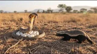 Thumbnail: Honey Badger vs King Cobra: Mother Snake Defends Nest | Inside the Wild