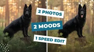 Thumbnail: Editing for Mood in Pet Photography: Speed Edit of Two Photos, Same Dog, Different Vibes