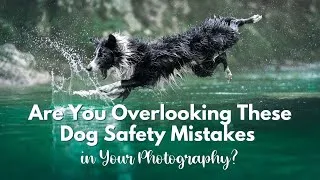 Thumbnail: What Every Pet Photographer Should Know About Dog Safety