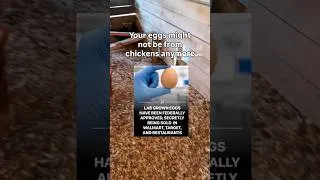 Thumbnail: Lab-Grown Eggs Now Sold At Grocery Stores