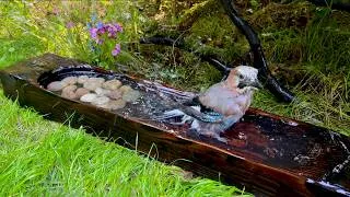 Thumbnail: The Eurasian Jay Stopped for a Bath. First Time at My Bird Bath. Pure ASMR.