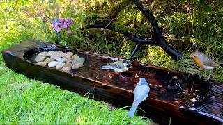 Thumbnail: I Filmed the Bird Bath for 3 Hours This Morning. 12 Species. 4K Nature for TV.