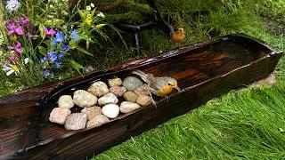 Thumbnail: Calm Morning at the Bird Bath. 9 Species Visited | 4K Nature ASMR. No Voice.