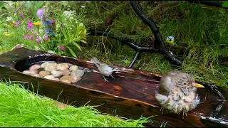 Thumbnail: I Watched This Bird Spa for 4 Hours... I Didn't Expect This Many Birds!