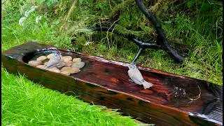 Thumbnail: Crested Tit Overbathed With Everyone. 18 Minutes at the Bird Bath | Relaxing 4K ASMR