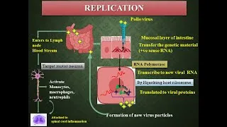 Thumbnail: Basis of Polio Virus