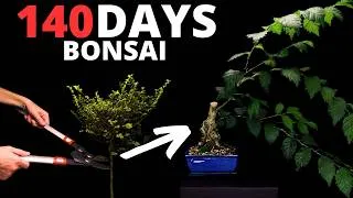 Thumbnail: I Cut This Tree Down to a Stump and Turned It Into a Bonsai — and This Happened