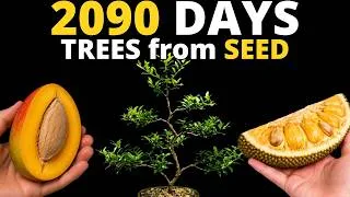 Thumbnail: I Grew 10 Supermarket Fruits into Bonsais & Trees for 2090 DAYS — and This Happened