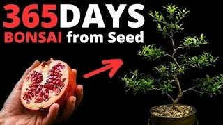 Thumbnail: I Filmed 365 DAYS: Pomegranate Bonsai from Seed in 3 Min