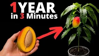 Thumbnail: I Filmed 365 DAYS Growing a Mango Tree from Seed