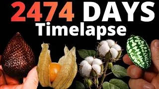 Thumbnail: I filmed 2474 DAYS for this EXOTIC Timelapse!