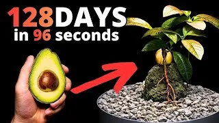 Thumbnail: I Grew an Avocado Bonsai From Seed… Here's What Happened