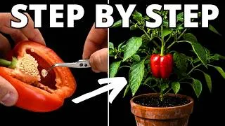 Thumbnail: Can You Grow a Bell Pepper From a Grocery Store Pepper?