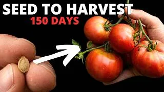 Thumbnail: I Grew Huge Tomatoes from a Single Seed — Here's How