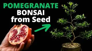 Thumbnail: I Grew a Bonsai from a Supermarket Fruit – Here's How