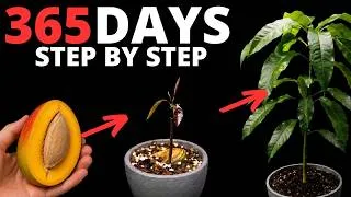 Thumbnail: How to Grow a Mango Tree from Seed at Home (Step-by-Step)