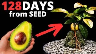 Thumbnail: This is HOW I Grew an Avocado Bonsai From Seed!