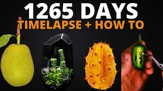 Thumbnail: Grow 7 Plants from Store-Bought Fruit & Leaves (Timelapse Guide)