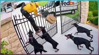 Thumbnail: Delivery Drivers vs Animals | When Things Go Wrong