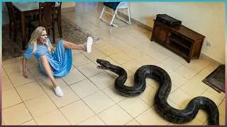 Thumbnail: 99 Most BRUTAL ANIMAL ATTACKS Caught on Camera