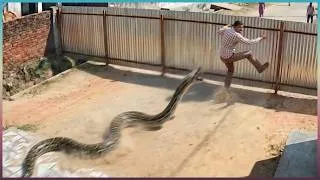 Thumbnail: Terrifying Snake Encounters Caught on Camera