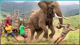Thumbnail: Watch These Animals Being Freed For The First Time