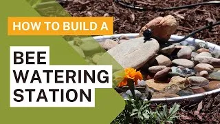 Thumbnail: How to Make a Bee Watering Station | Pollinator Water Fountain