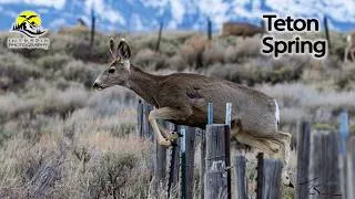 Thumbnail: Grizzlies Are Waking Up in Teton, Highlights From the First Couple Weeks of Spring 2026