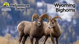 Thumbnail: 2 Days with Rutting Rocky Mtn Bighorns