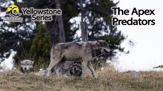 Thumbnail: A Day with the Bears & Wolves of Yellowstone