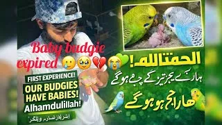 Thumbnail: Our Baby Budgie Passed Away 💔 | Sad Farm Vlog IQWANS FARM VLOG’S@IQWANSFARMVLOGS 